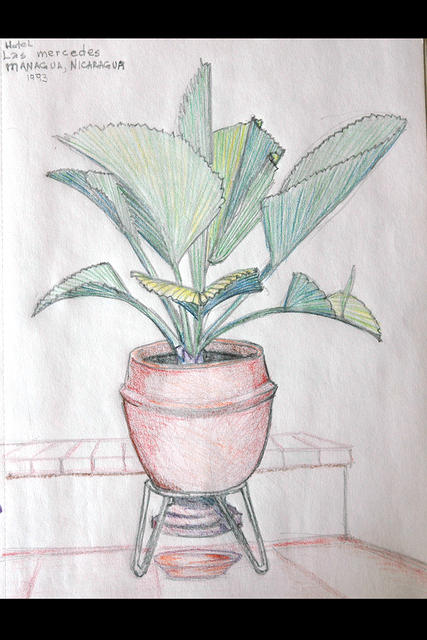 plant2